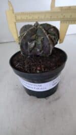 ASTROPHYTUM MYRIOSTIGMA cv FUKURYU  Nº 958 – vaso 11 - Imagem 4