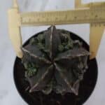 ASTROPHYTUM MYRIOSTIGMA cv FUKURYU  Nº 958 – vaso 11
