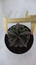 ASTROPHYTUM MYRIOSTIGMA cv FUKURYU  Nº 958 – vaso 11