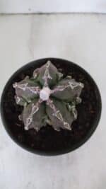 ASTROPHYTUM MYRIOSTIGMA cv FUKURYU  Nº 959 – vaso 15 - Imagem 3