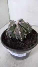 ASTROPHYTUM MYRIOSTIGMA cv FUKURYU  Nº 959 – vaso 15 - Imagem 10