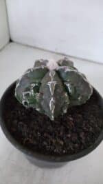 ASTROPHYTUM MYRIOSTIGMA cv FUKURYU  Nº 959 – vaso 15 - Imagem 9