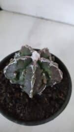 ASTROPHYTUM MYRIOSTIGMA cv FUKURYU  Nº 959 – vaso 15 - Imagem 8