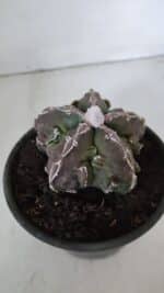 ASTROPHYTUM MYRIOSTIGMA cv FUKURYU  Nº 959 – vaso 15 - Imagem 7