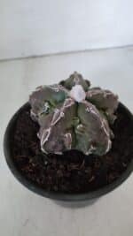 ASTROPHYTUM MYRIOSTIGMA cv FUKURYU  Nº 959 – vaso 15 - Imagem 6