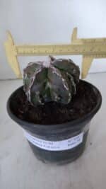 ASTROPHYTUM MYRIOSTIGMA cv FUKURYU  Nº 959 – vaso 15 - Imagem 4