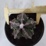 ASTROPHYTUM MYRIOSTIGMA cv FUKURYU  Nº 959 – vaso 15