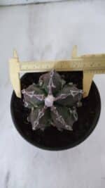 ASTROPHYTUM MYRIOSTIGMA cv FUKURYU  Nº 959 – vaso 15