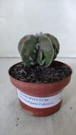 ASTROPHYTUM MYRIOSTIGMA cv FUKURYU  Nº 960 – vaso 11 - Imagem 2