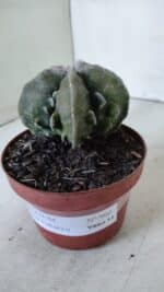ASTROPHYTUM MYRIOSTIGMA cv FUKURYU  Nº 960 – vaso 11 - Imagem 10