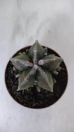 ASTROPHYTUM MYRIOSTIGMA cv FUKURYU  Nº 960 – vaso 11 - Imagem 3