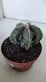 ASTROPHYTUM MYRIOSTIGMA cv FUKURYU  Nº 960 – vaso 11 - Imagem 9