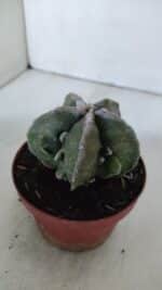 ASTROPHYTUM MYRIOSTIGMA cv FUKURYU  Nº 960 – vaso 11 - Imagem 8