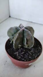 ASTROPHYTUM MYRIOSTIGMA cv FUKURYU  Nº 960 – vaso 11 - Imagem 7