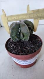 ASTROPHYTUM MYRIOSTIGMA cv FUKURYU  Nº 960 – vaso 11 - Imagem 4