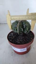 ASTROPHYTUM MYRIOSTIGMA cv FUKURYU  Nº 960 – vaso 11 - Imagem 6