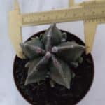 ASTROPHYTUM MYRIOSTIGMA cv FUKURYU  Nº 960 – vaso 11