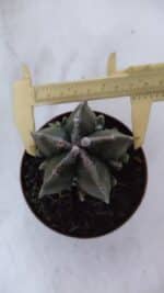 ASTROPHYTUM MYRIOSTIGMA cv FUKURYU  Nº 960 – vaso 11
