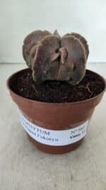 ASTROPHYTUM MYRIOSTIGMA cv FUKURYU  Nº 965 – vaso 11 - Imagem 2