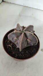 ASTROPHYTUM MYRIOSTIGMA cv FUKURYU  Nº 965 – vaso 11 - Imagem 7