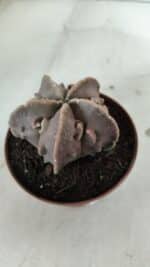 ASTROPHYTUM MYRIOSTIGMA cv FUKURYU  Nº 965 – vaso 11 - Imagem 6