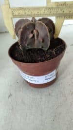 ASTROPHYTUM MYRIOSTIGMA cv FUKURYU  Nº 965 – vaso 11 - Imagem 4