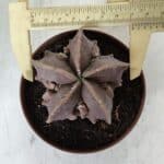 ASTROPHYTUM MYRIOSTIGMA cv FUKURYU  Nº 965 – vaso 11