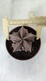 ASTROPHYTUM MYRIOSTIGMA cv FUKURYU  Nº 965 – vaso 11