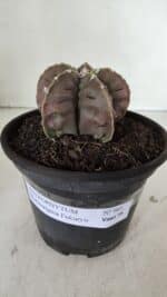 ASTROPHYTUM MYRIOSTIGMA cv FUKURYU  Nº 966 – vaso 15 - Imagem 2