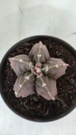 ASTROPHYTUM MYRIOSTIGMA cv FUKURYU  Nº 966 – vaso 15 - Imagem 3