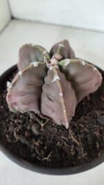 ASTROPHYTUM MYRIOSTIGMA cv FUKURYU  Nº 966 – vaso 15 - Imagem 9