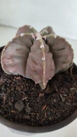 ASTROPHYTUM MYRIOSTIGMA cv FUKURYU  Nº 966 – vaso 15 - Imagem 8