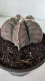 ASTROPHYTUM MYRIOSTIGMA cv FUKURYU  Nº 966 – vaso 15 - Imagem 7