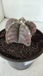 ASTROPHYTUM MYRIOSTIGMA cv FUKURYU  Nº 966 – vaso 15 - Imagem 6