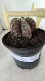 ASTROPHYTUM MYRIOSTIGMA cv FUKURYU  Nº 966 – vaso 15 - Imagem 4