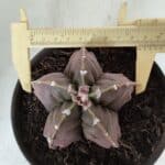 ASTROPHYTUM MYRIOSTIGMA cv FUKURYU  Nº 966 – vaso 15