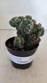 ASTROPHYTUM MYRIOSTIGMA cv FUKURYU "Colonia" Nº 997 – vaso 09 - Imagem 2