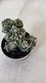 ASTROPHYTUM MYRIOSTIGMA cv FUKURYU "Colonia" Nº 997 – vaso 09 - Imagem 3