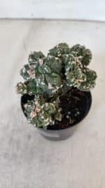 ASTROPHYTUM MYRIOSTIGMA cv FUKURYU "Colonia" Nº 997 – vaso 09 - Imagem 8