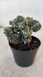 ASTROPHYTUM MYRIOSTIGMA cv FUKURYU "Colonia" Nº 997 – vaso 09 - Imagem 7