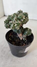 ASTROPHYTUM MYRIOSTIGMA cv FUKURYU "Colonia" Nº 997 – vaso 09 - Imagem 6