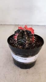 GYMNOCALYCIUM Mihanovichii Variegata Nº 397 – vaso 09 - Imagem 2