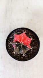 GYMNOCALYCIUM Mihanovichii Variegata Nº 397 – vaso 09 - Imagem 3