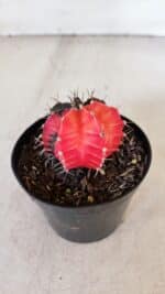 GYMNOCALYCIUM Mihanovichii Variegata Nº 397 – vaso 09 - Imagem 6