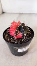 GYMNOCALYCIUM Mihanovichii Variegata Nº 397 – vaso 09 - Imagem 8