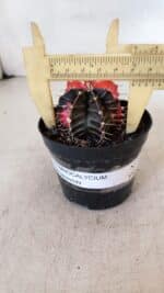 GYMNOCALYCIUM Mihanovichii Variegata Nº 397 – vaso 09 - Imagem 4