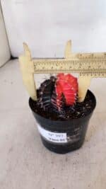 GYMNOCALYCIUM Mihanovichii Variegata Nº 397 – vaso 09 - Imagem 7