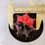 GYMNOCALYCIUM Mihanovichii Variegata Nº 397 – vaso 09