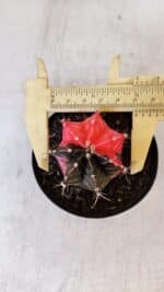 GYMNOCALYCIUM Mihanovichii Variegata Nº 397 – vaso 09