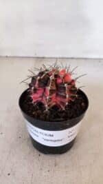 GYMNOCALYCIUM Mihanovichii Variegata Nº 515 – vaso 09 - Imagem 2